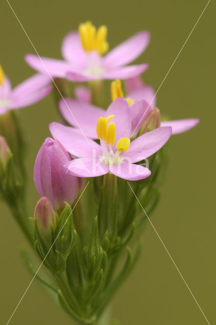 Common Centaury (Centaurium erythraea)