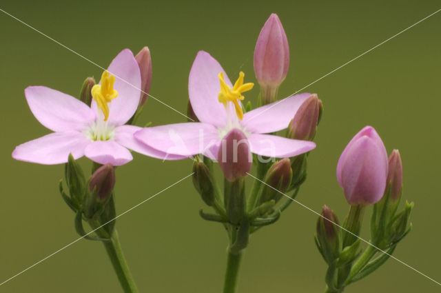 Echt duizendguldenkruid (Centaurium erythraea)