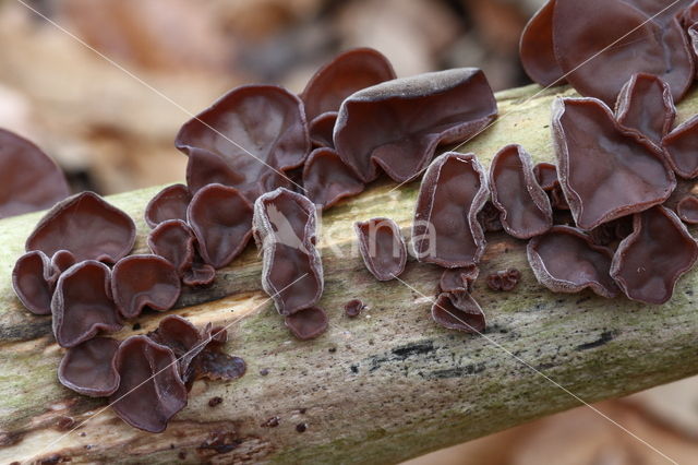 Echt Judasoor (Hirneola auricula-judae)