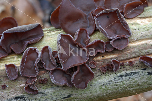 Jew's Ear (Hirneola auricula-judae)