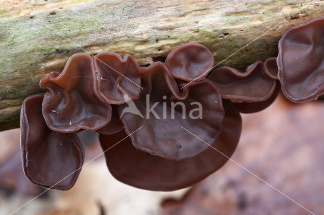 Jew's Ear (Hirneola auricula-judae)