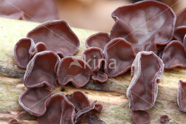 Jew's Ear (Hirneola auricula-judae)