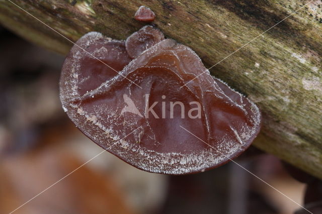 Jew's Ear (Hirneola auricula-judae)