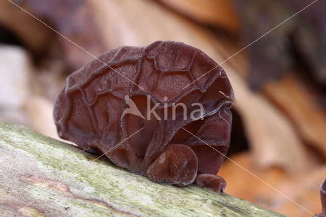 Jew's Ear (Hirneola auricula-judae)