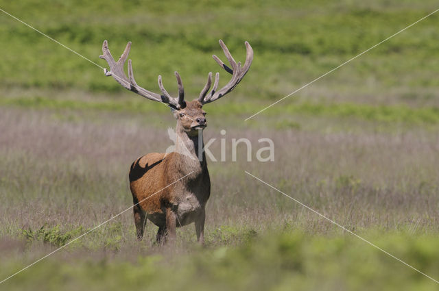 Red Deer (Cervus elaphus)