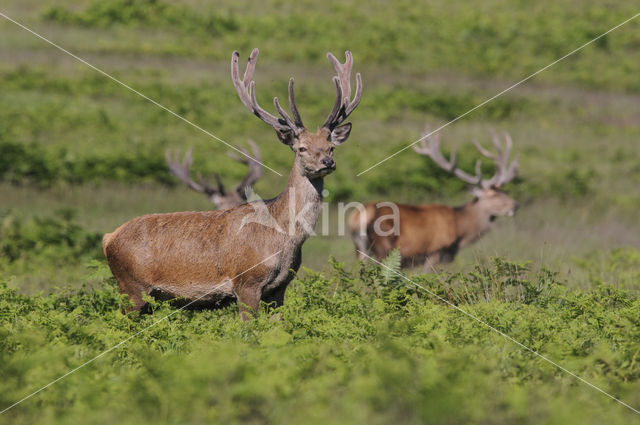 Red Deer (Cervus elaphus)