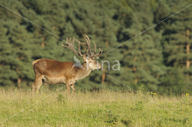 Red Deer (Cervus elaphus)