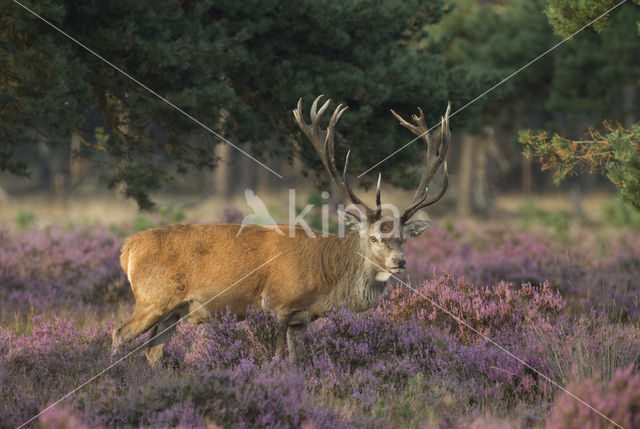 Red Deer (Cervus elaphus)