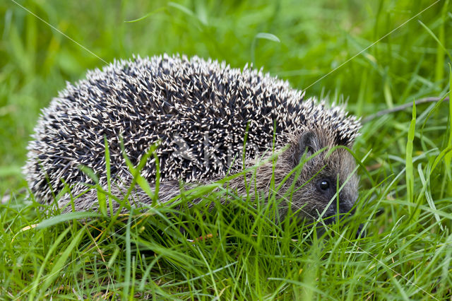 Hedgehog (Erinaceus europaeus)