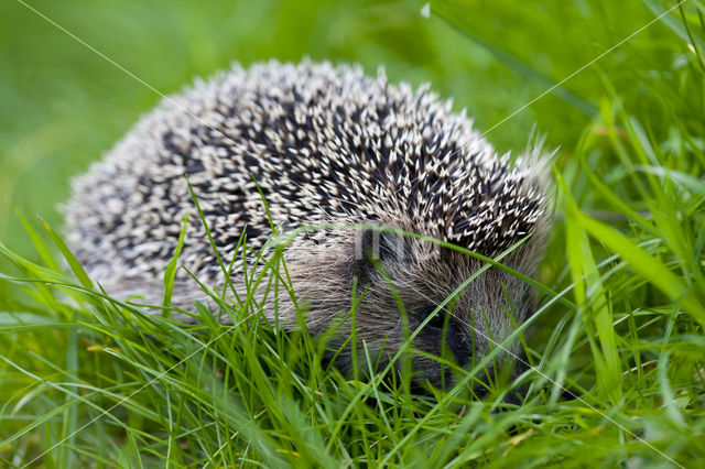 Hedgehog (Erinaceus europaeus)