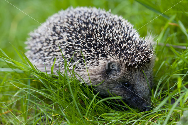 Hedgehog (Erinaceus europaeus)