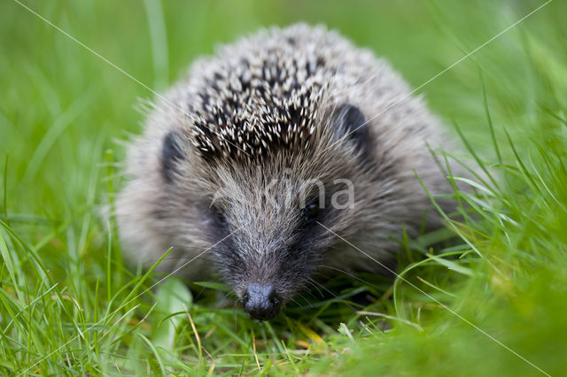 Hedgehog (Erinaceus europaeus)