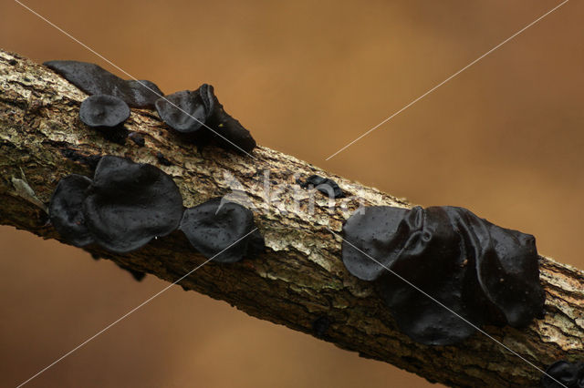 Witches butter (Exidia truncata)