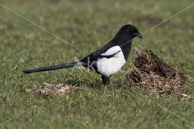 Black-billed Magpie (Pica pica)