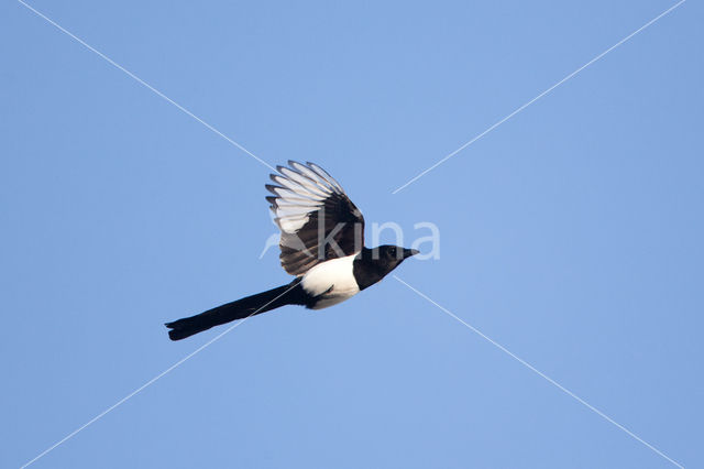 Black-billed Magpie (Pica pica)