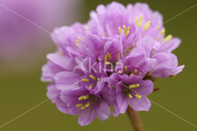 Engels gras (Armeria maritima)