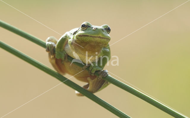 European Tree Frog (Hyla arborea)