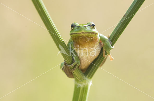 European Tree Frog (Hyla arborea)