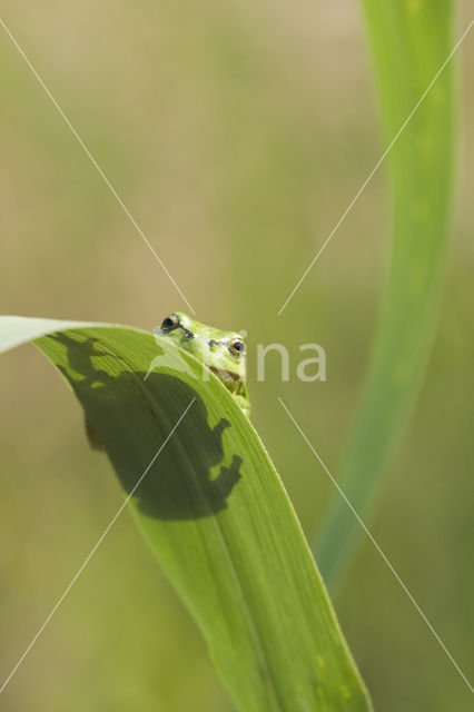 European Tree Frog (Hyla arborea)