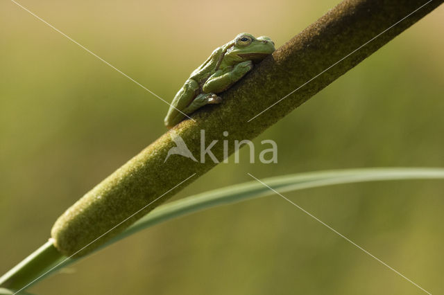 Europese boomkikker (Hyla arborea)