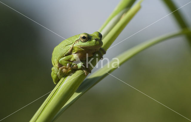 Europese boomkikker (Hyla arborea)