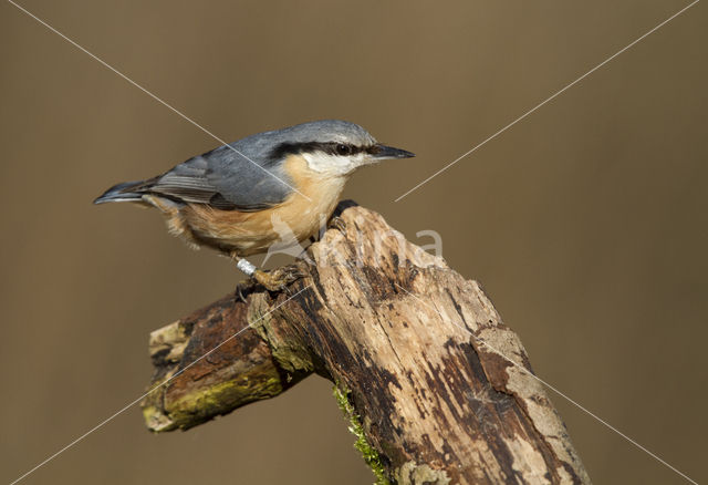 Eurasian Nuthatch (Sitta europaea)