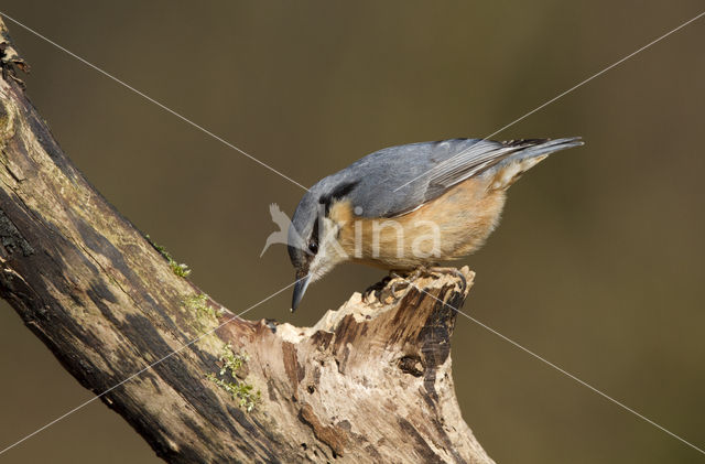 Eurasian Nuthatch (Sitta europaea)