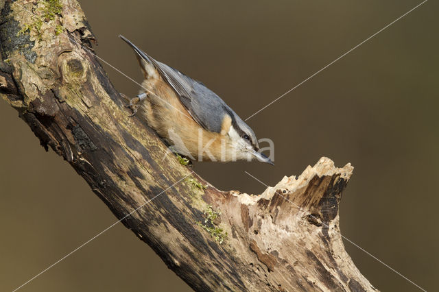 Europese Boomklever (Sitta europaea)