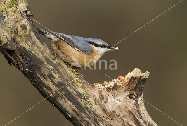 Europese Boomklever (Sitta europaea)