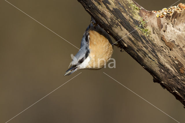 Europese Boomklever (Sitta europaea)