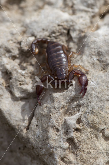 Europese zwarte schorpioen (Euscorpius flavicaudis)