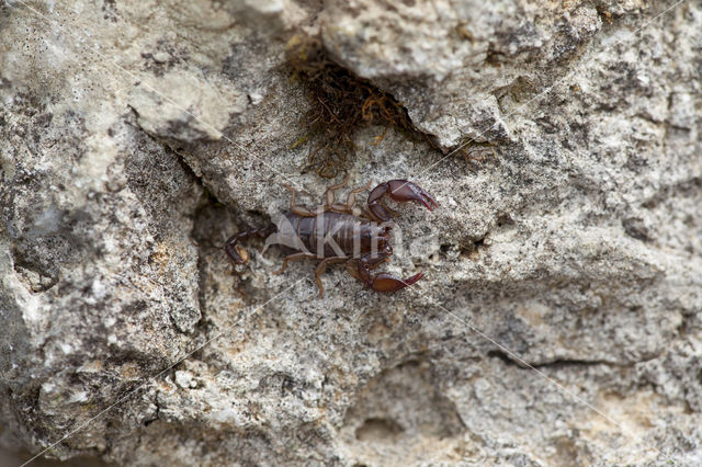 Europese zwarte schorpioen (Euscorpius flavicaudis)