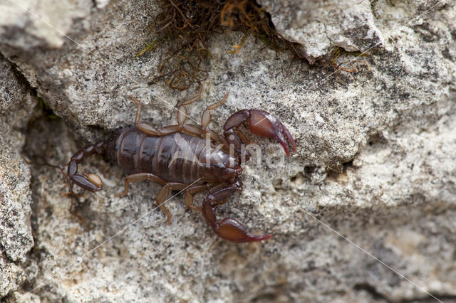 Europese zwarte schorpioen (Euscorpius flavicaudis)