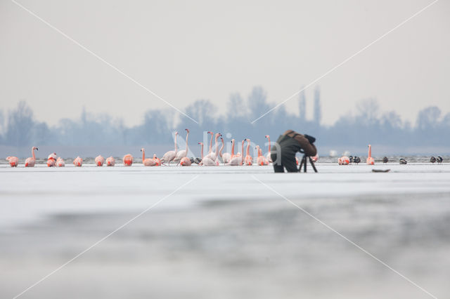 Greater Flamingo (Phoenicopterus ruber)