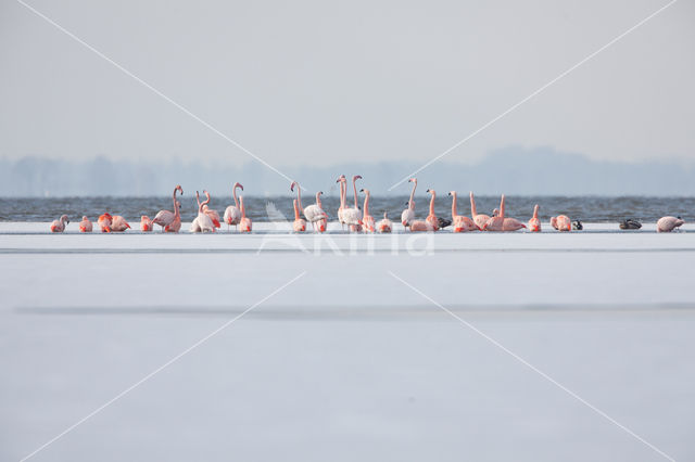 Flamingo (Phoenicopterus ruber)