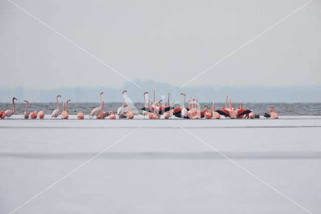 Flamingo (Phoenicopterus ruber)