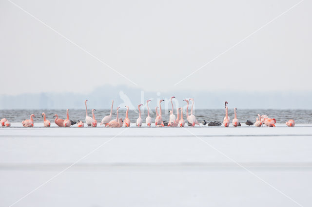 Greater Flamingo (Phoenicopterus ruber)