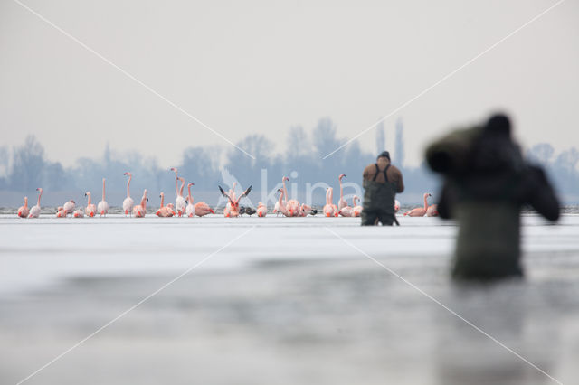 Flamingo (Phoenicopterus ruber)