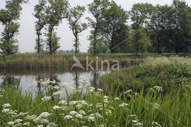 Cow Parsley (Anthriscus sylvestris)