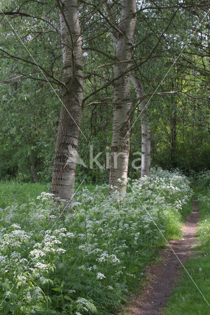 Cow Parsley (Anthriscus sylvestris)
