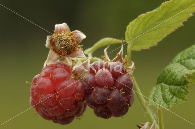 Framboos (Rubus idaeus)