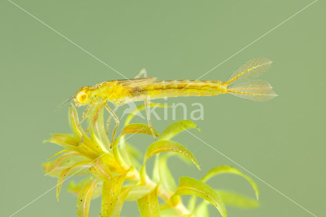 Gaffelwaterjuffer (Coenagrion scitulum)