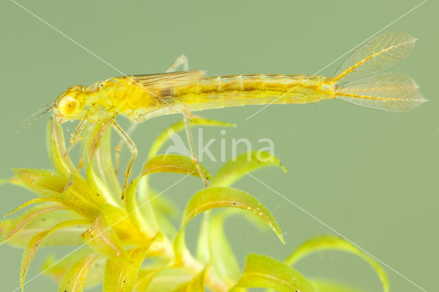 Gaffelwaterjuffer (Coenagrion scitulum)