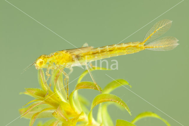 Gaffelwaterjuffer (Coenagrion scitulum)