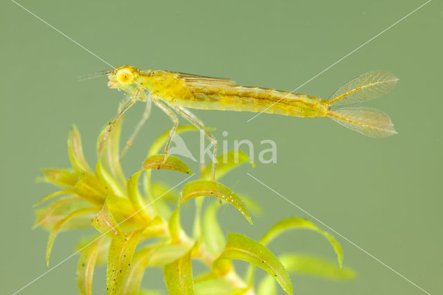 Gaffelwaterjuffer (Coenagrion scitulum)