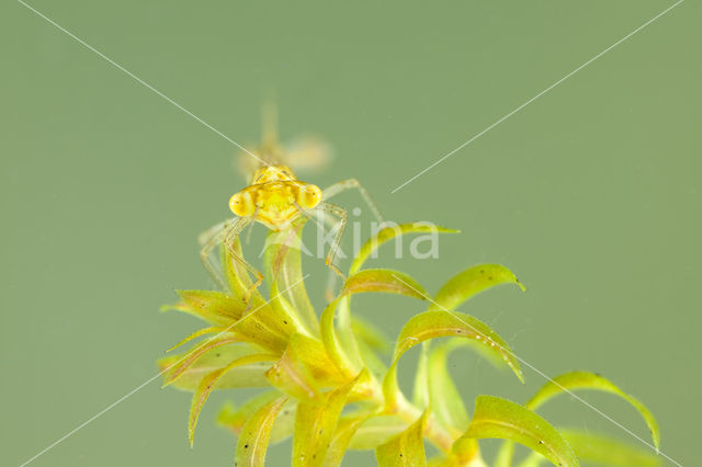 Gaffelwaterjuffer (Coenagrion scitulum)