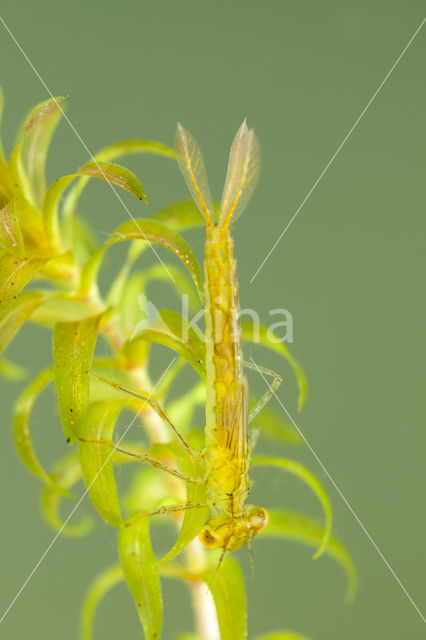 Gaffelwaterjuffer (Coenagrion scitulum)