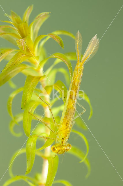 Gaffelwaterjuffer (Coenagrion scitulum)