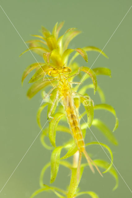 Gaffelwaterjuffer (Coenagrion scitulum)