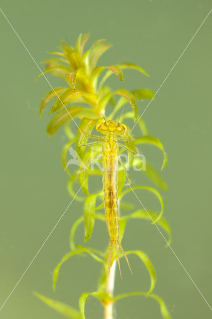 Gaffelwaterjuffer (Coenagrion scitulum)